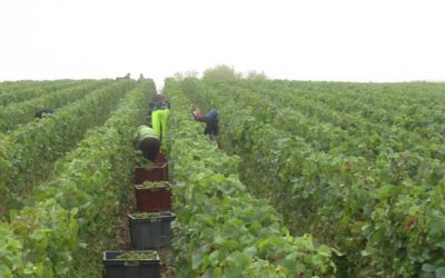17 aout 2020 – Vendange