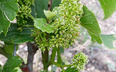 5 juin– la fleur