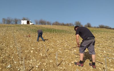 Juin 2021 – Plantation (suite)