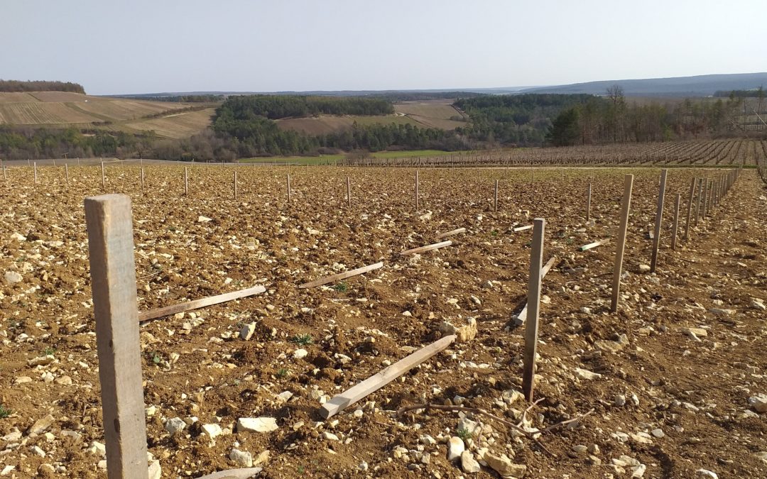 12 mars 2021 – Future plantation