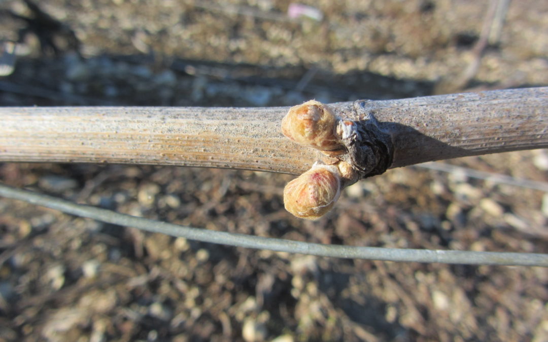 04 avril 2021 – Ca bourgeonne !