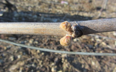 04 avril 2021 – Ca bourgeonne !