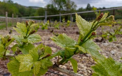 19 mai 2021- Formation des raisins