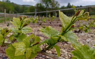 19 mai 2021- Formation des raisins