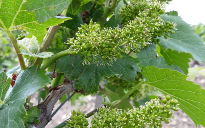 21 juin 2021 – Les vignes en fleur !