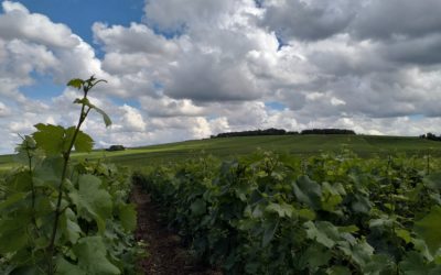 13 juillet 2021 – Vue sur les vignes