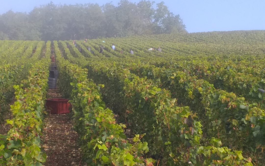 13 septembre 2021 – Les vendanges battent leur plein !