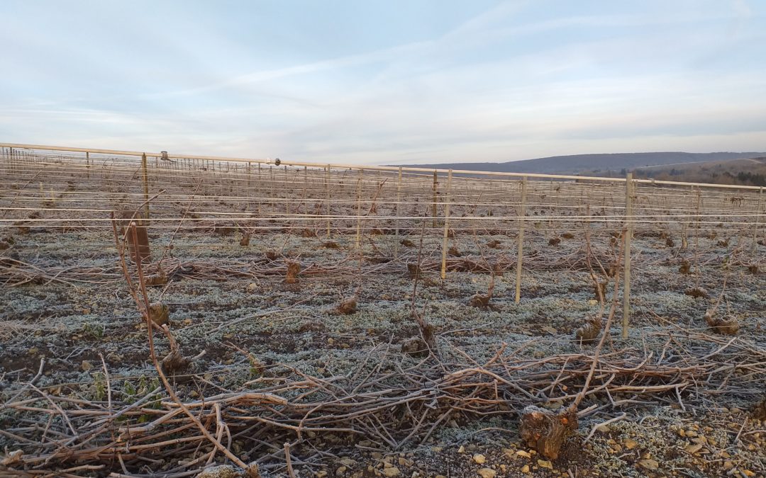 12 février 2022 – L’hiver dans les vignes