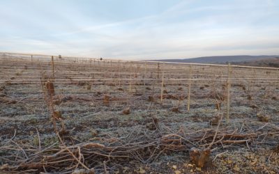 12 février 2022 – L’hiver dans les vignes