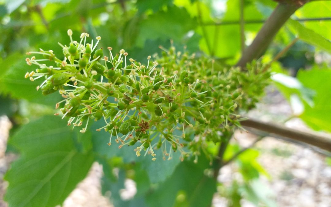 30 mai – La fleur de vigne