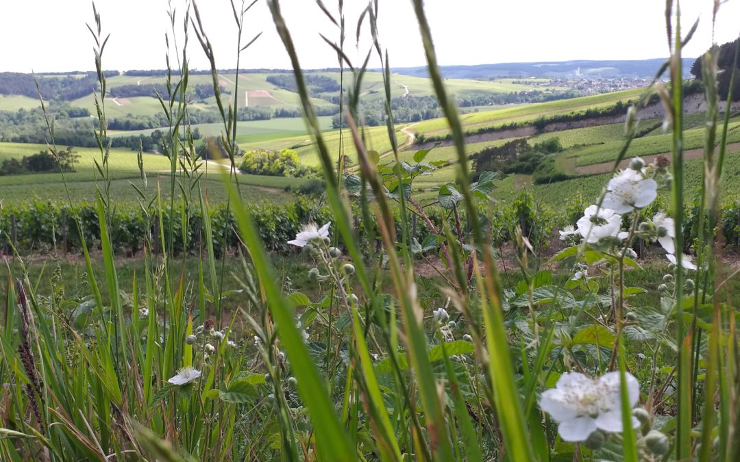 02 juin – Paysage Aubois