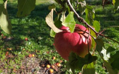 Novembre – Foire aux pommes