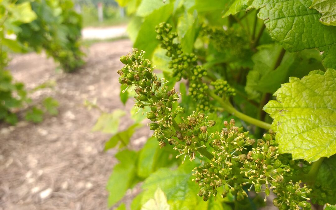 juin 2024 – Fleurs de vigne