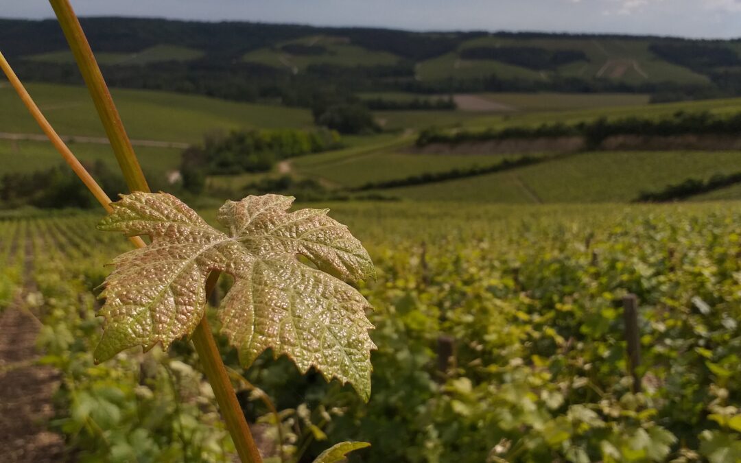 Juin – Les vignes poussent