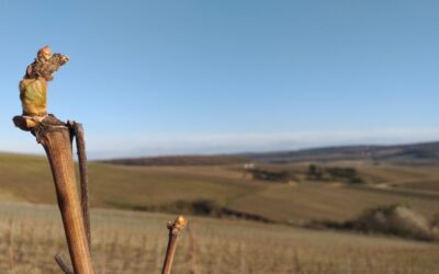 Mars – Ca bourgeonne mais il est trop tôt !