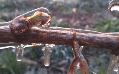 Avril – Gelées de printemps