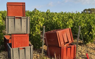 Août – Les vendanges sont terminées