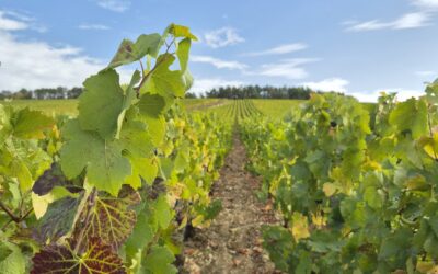 Septembre – Quand les vignes se parent de leurs couleurs d&rsquo;automne